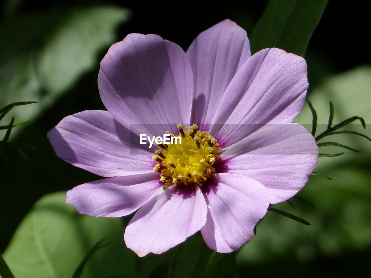 CLOSE-UP OF PURPLE COSMOS