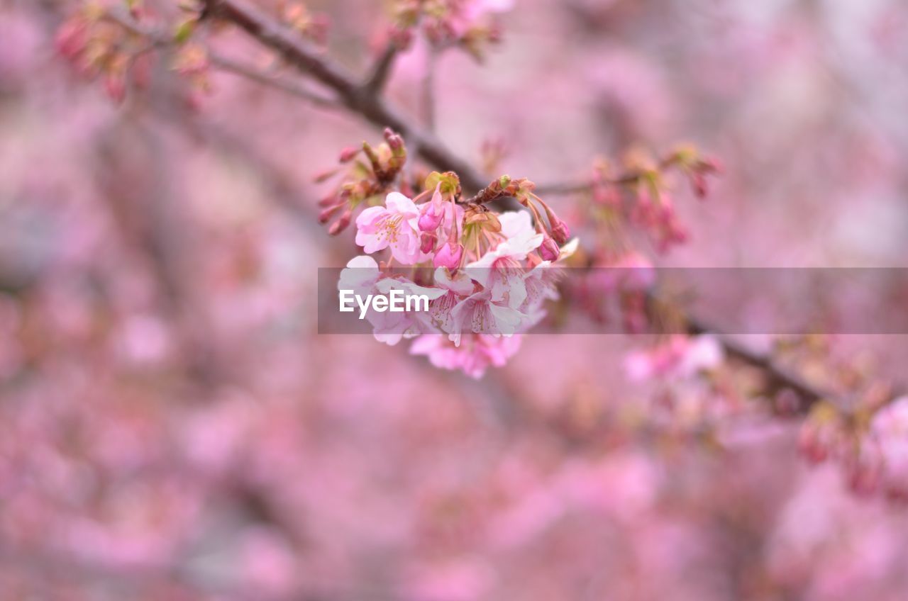 Close-up of pink flowers blooming outdoors