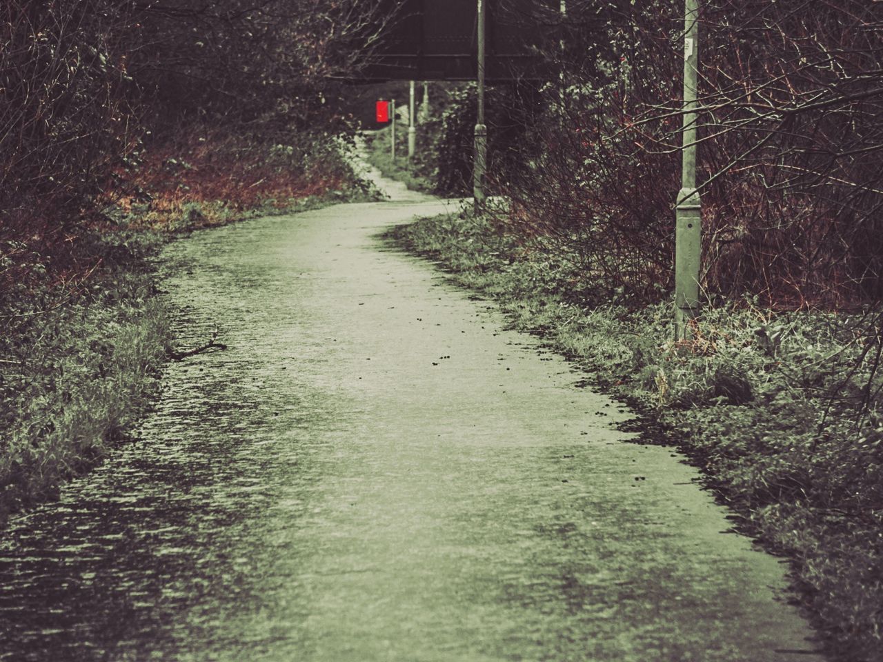 TREES ON ROAD