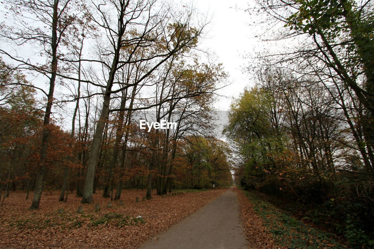 Empty road along trees