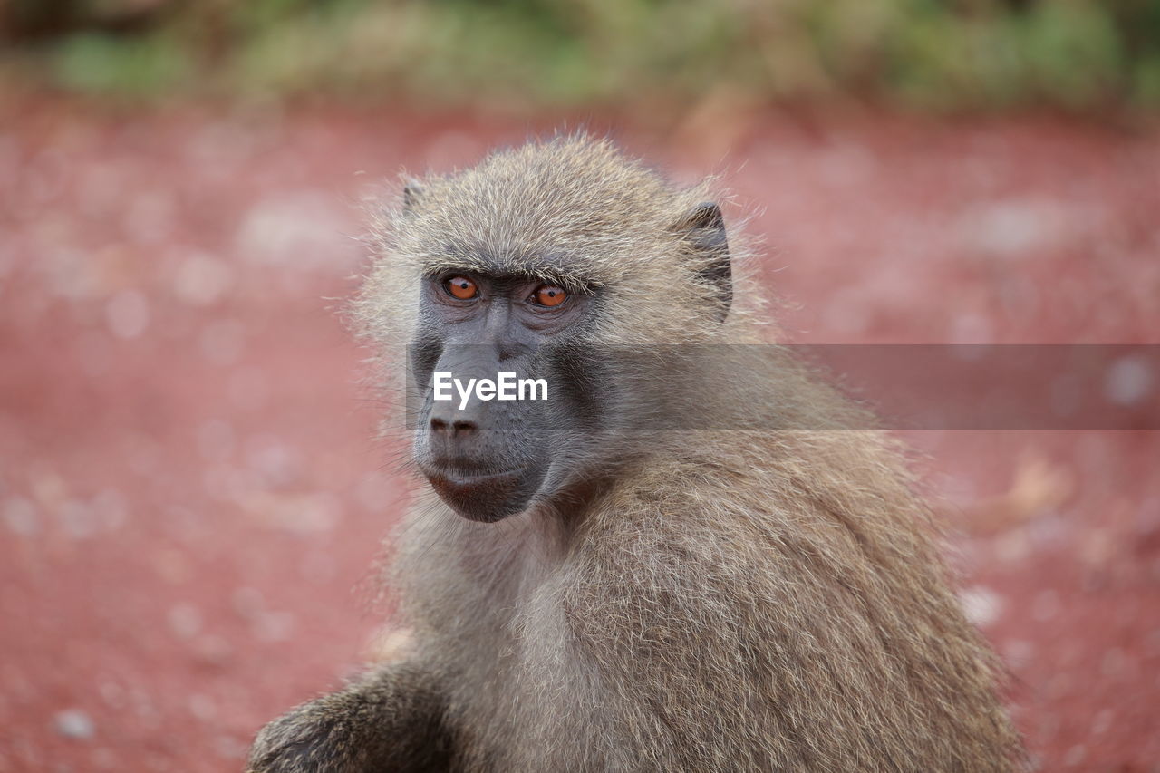 An olive baboon up close