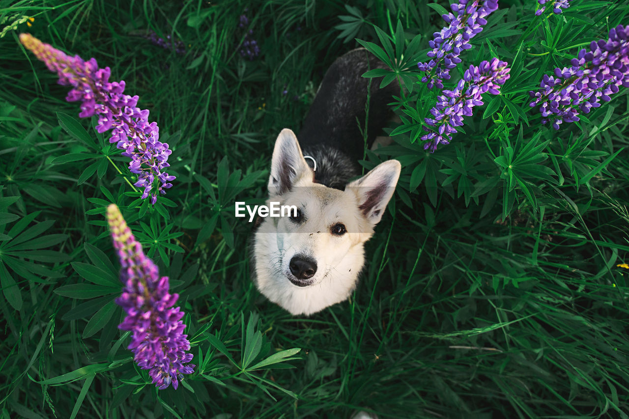 PORTRAIT OF A DOG ON PURPLE FLOWER
