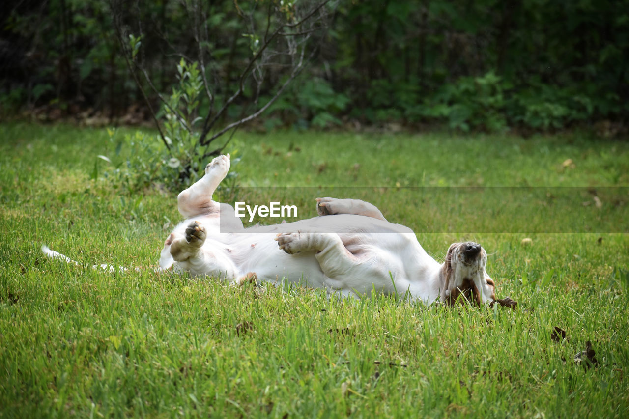 View of a dog on grassy field