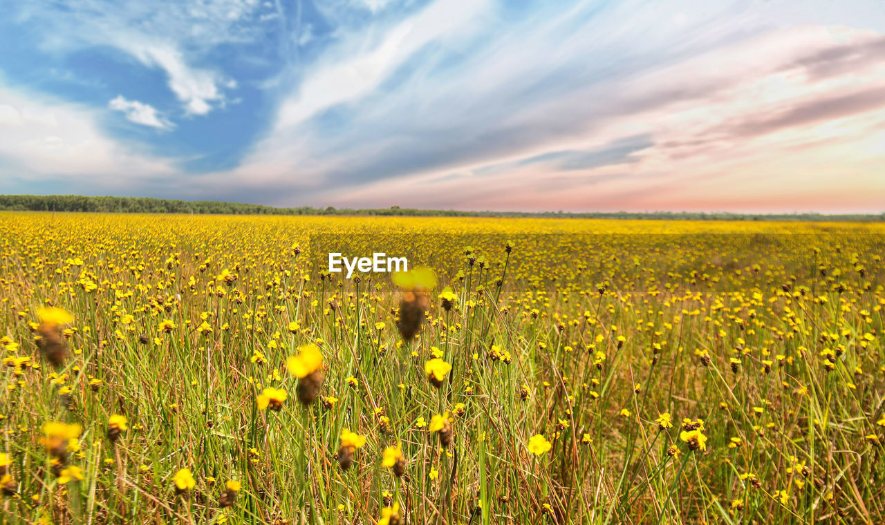 Scenic view of yellow flowering field against sky