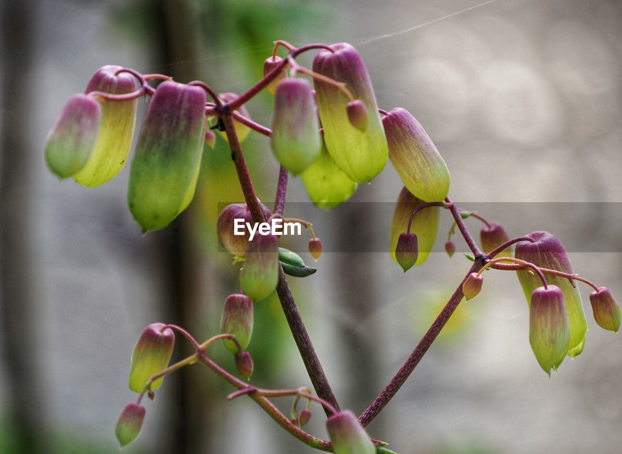 CLOSE-UP OF PINK FLOWERING PLANT AGAINST TREE