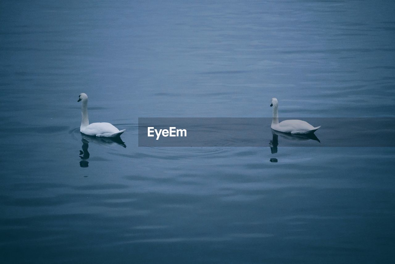 Swans swimming in lake