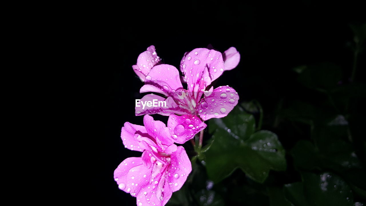 CLOSE-UP OF PINK FLOWER WITH PURPLE PETALS