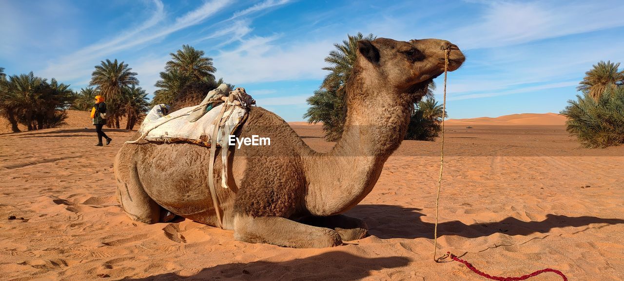 Camel on field against sky