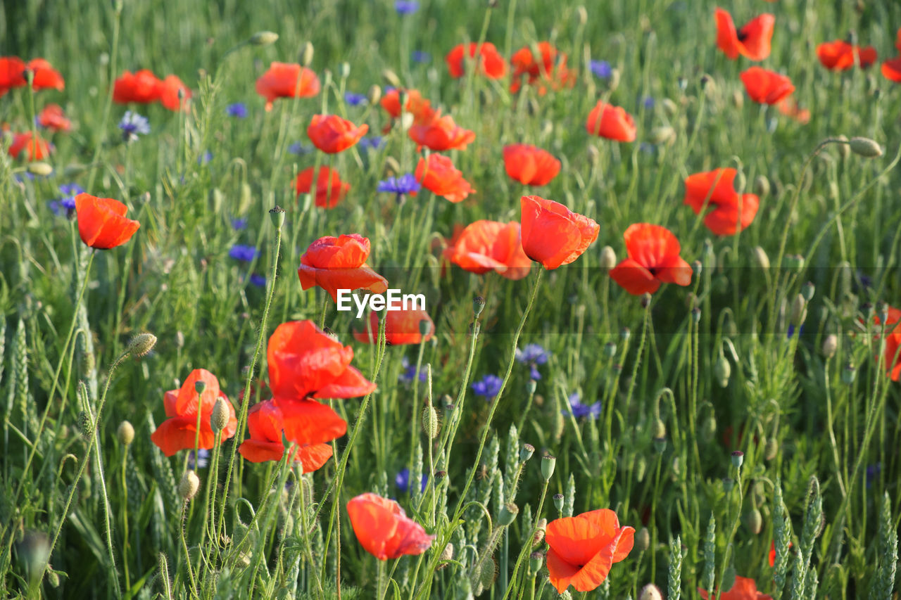 CLOSE-UP OF POPPIES ON FIELD