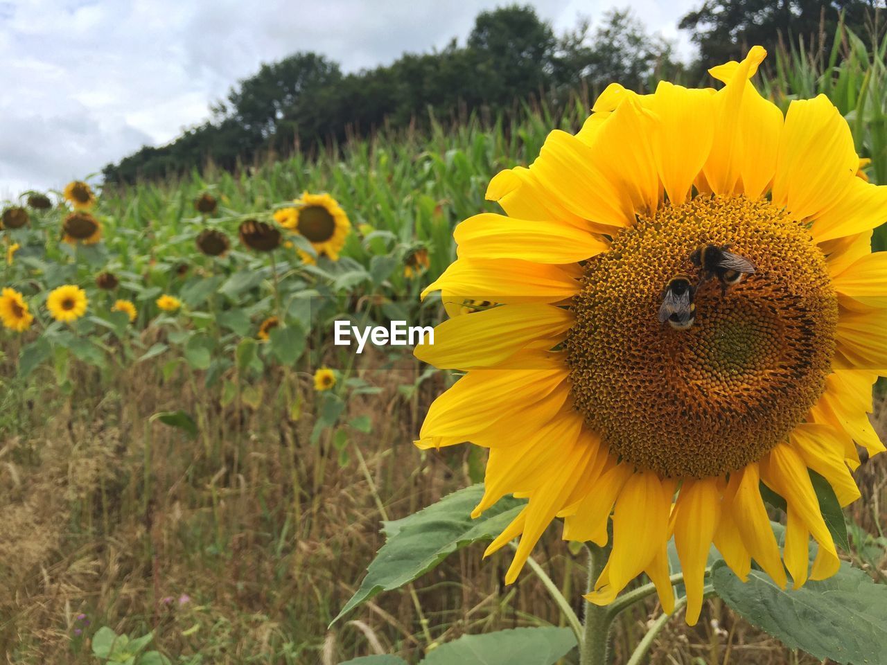 Honey bees pollinating on sunflower