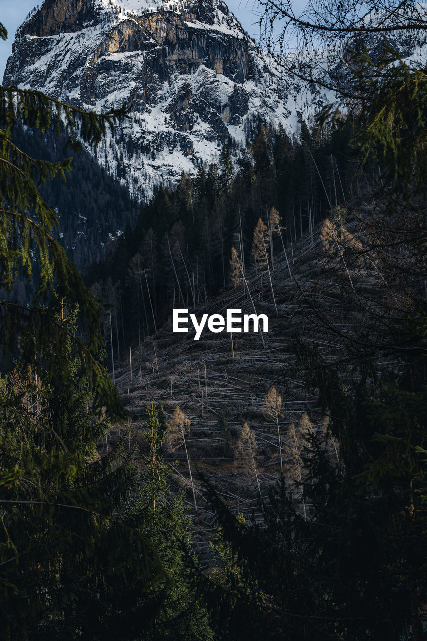 Scenic view of forest