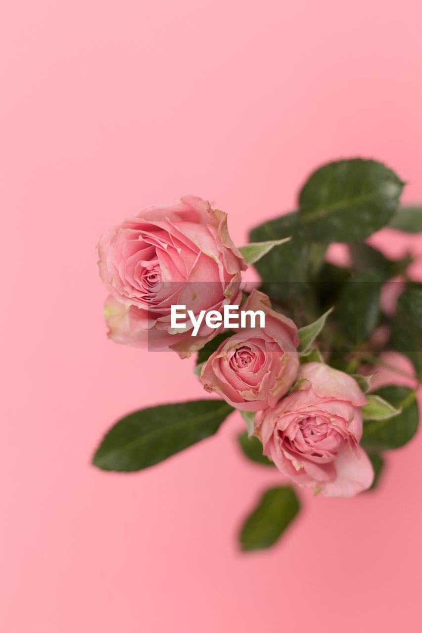 CLOSE-UP OF PINK ROSES AGAINST RED BACKGROUND