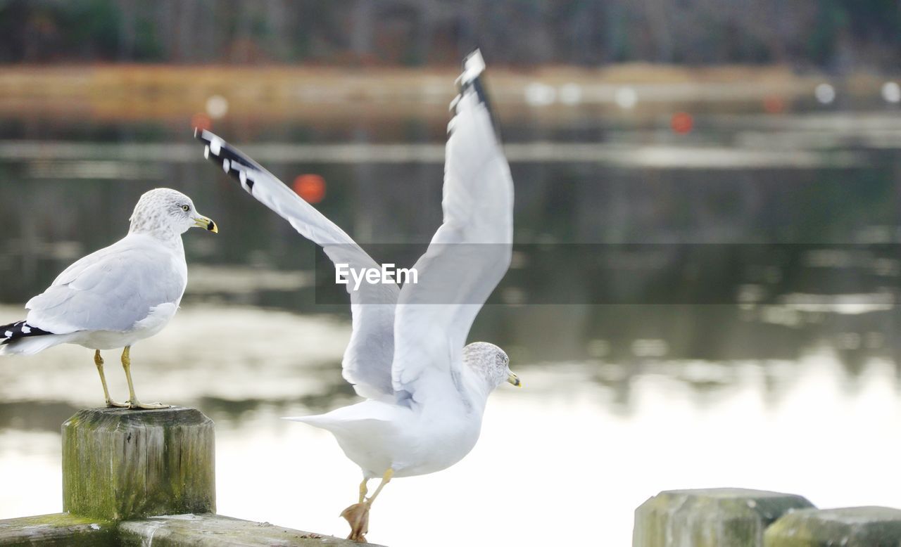 SEAGULLS PERCHING ON LAKE