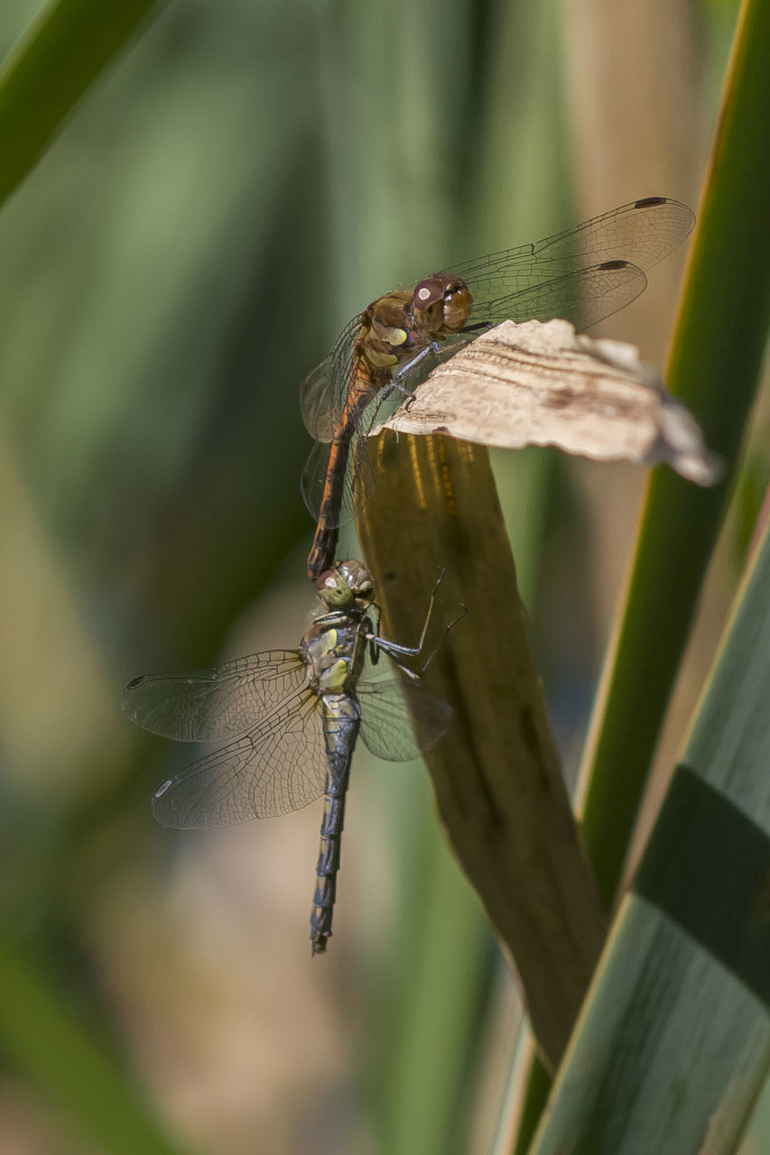 Close-up of damselflies on leaf