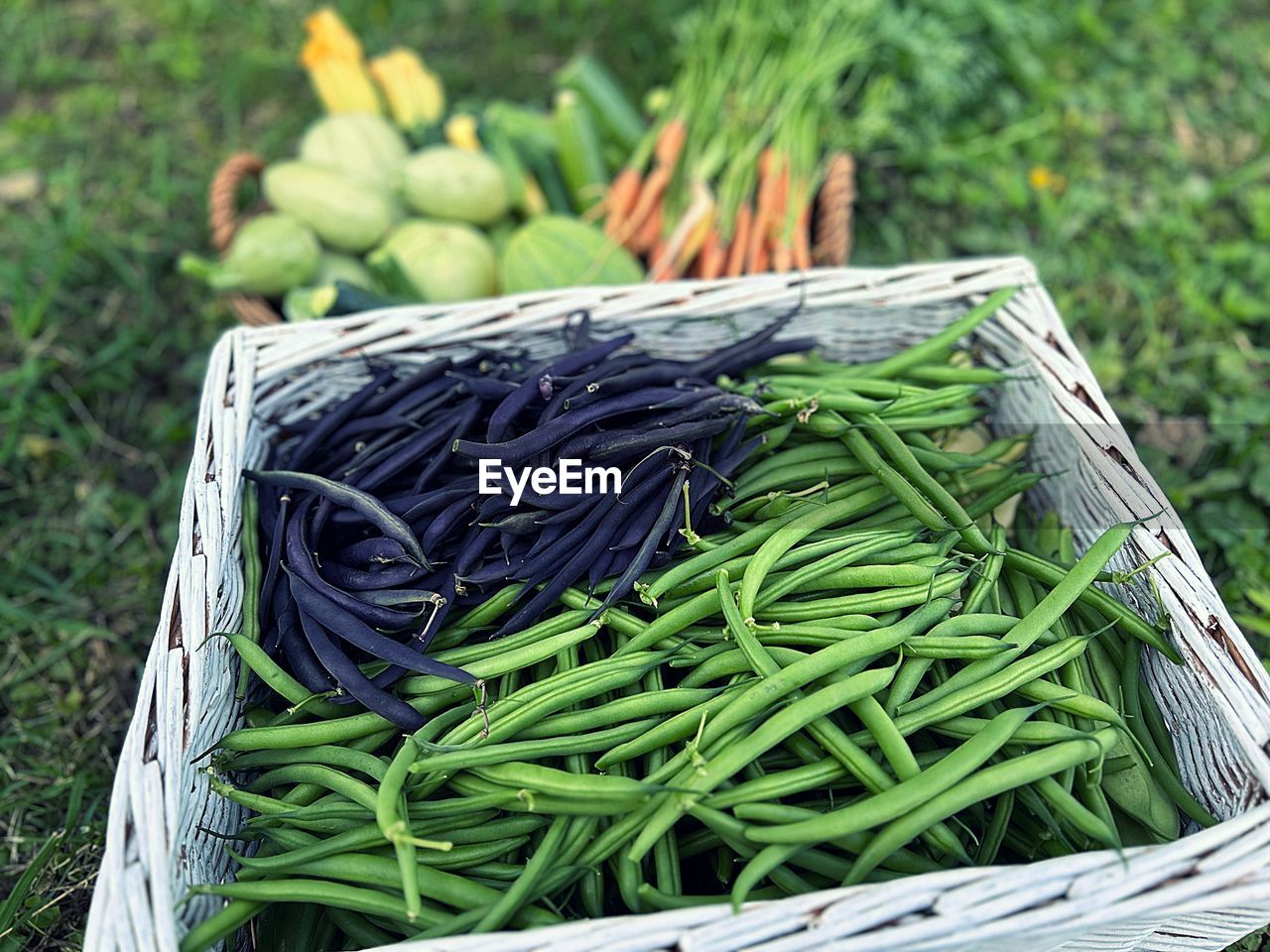 Picking beans on the plot, green string beans, vegetables in the garden, summer vegetables, box 