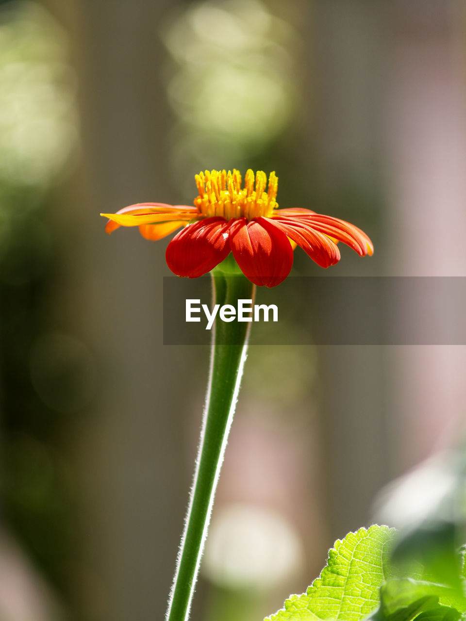 Close-up of red flower