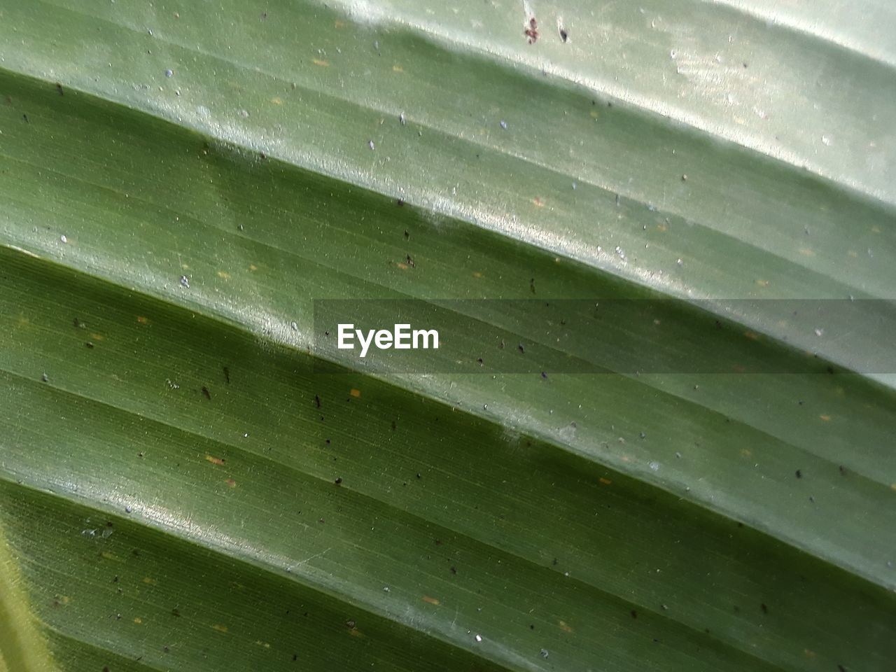 CLOSE-UP OF WET GREEN LEAVES