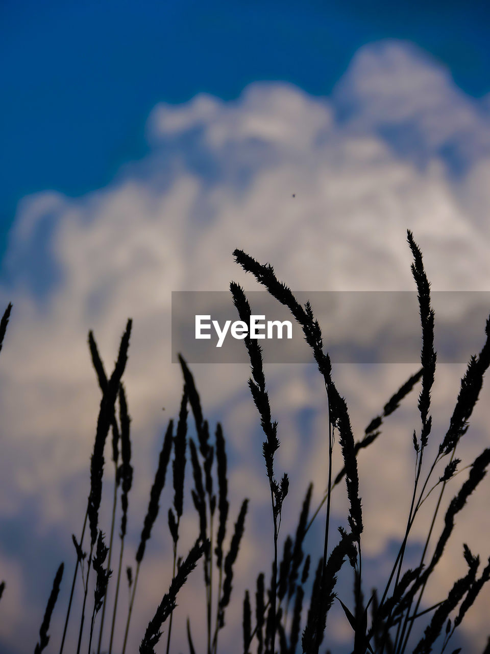 CLOSE-UP OF PLANTS AGAINST THE SKY