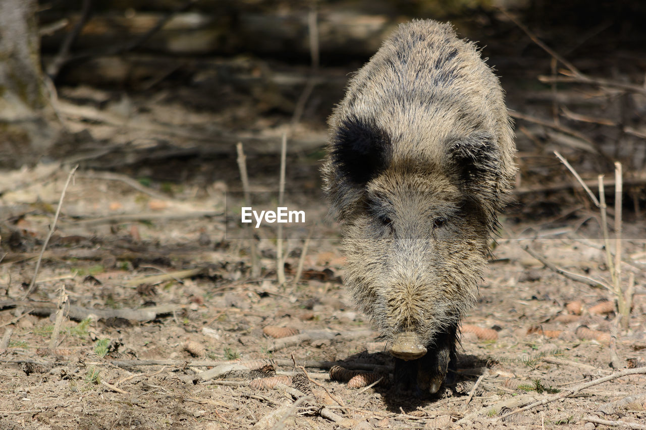 Close-up wild boar on field