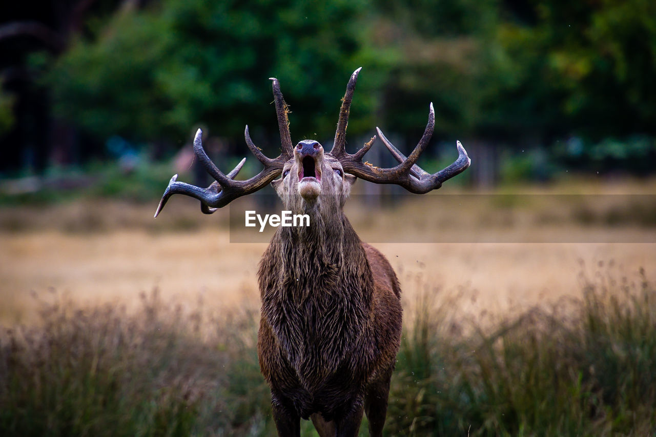 Elk standing on field