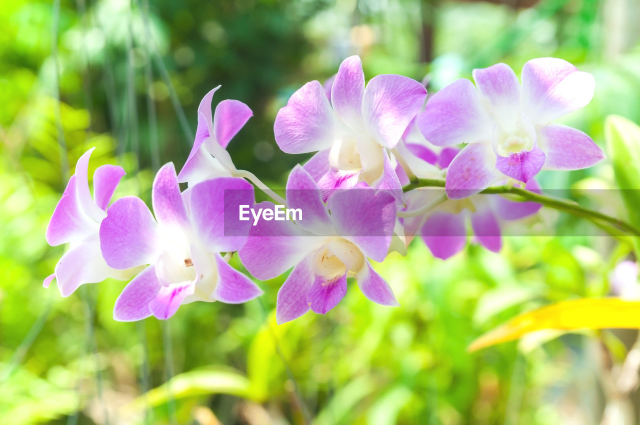 CLOSE-UP OF PURPLE FLOWERING PLANT