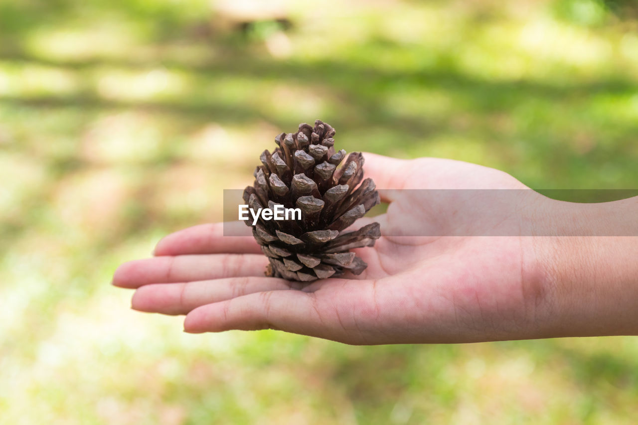 Cropped hand holding pine cone over land