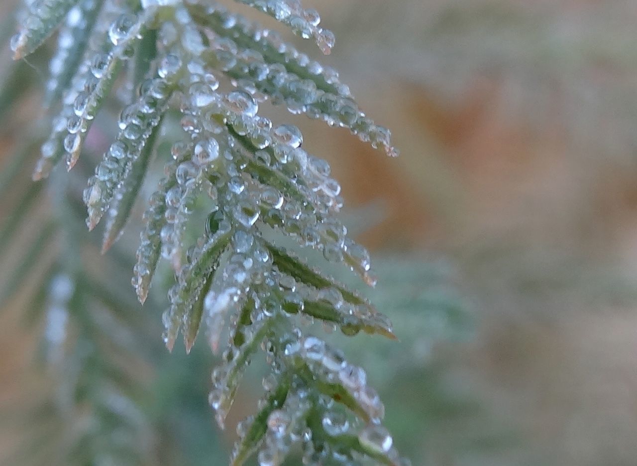 Close-up of water drops on leaves against blurred background