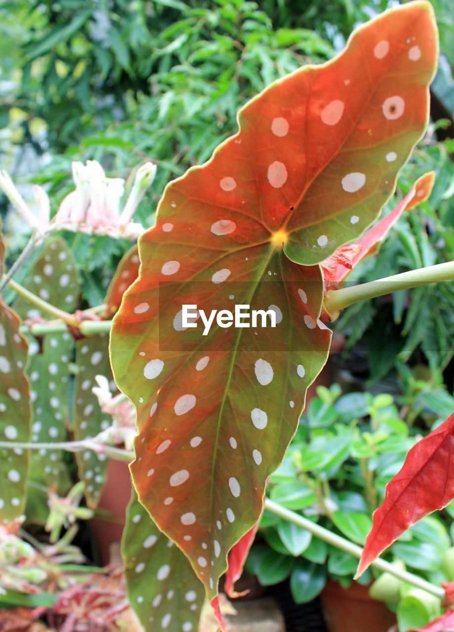 CLOSE-UP OF RED LEAVES ON PLANT