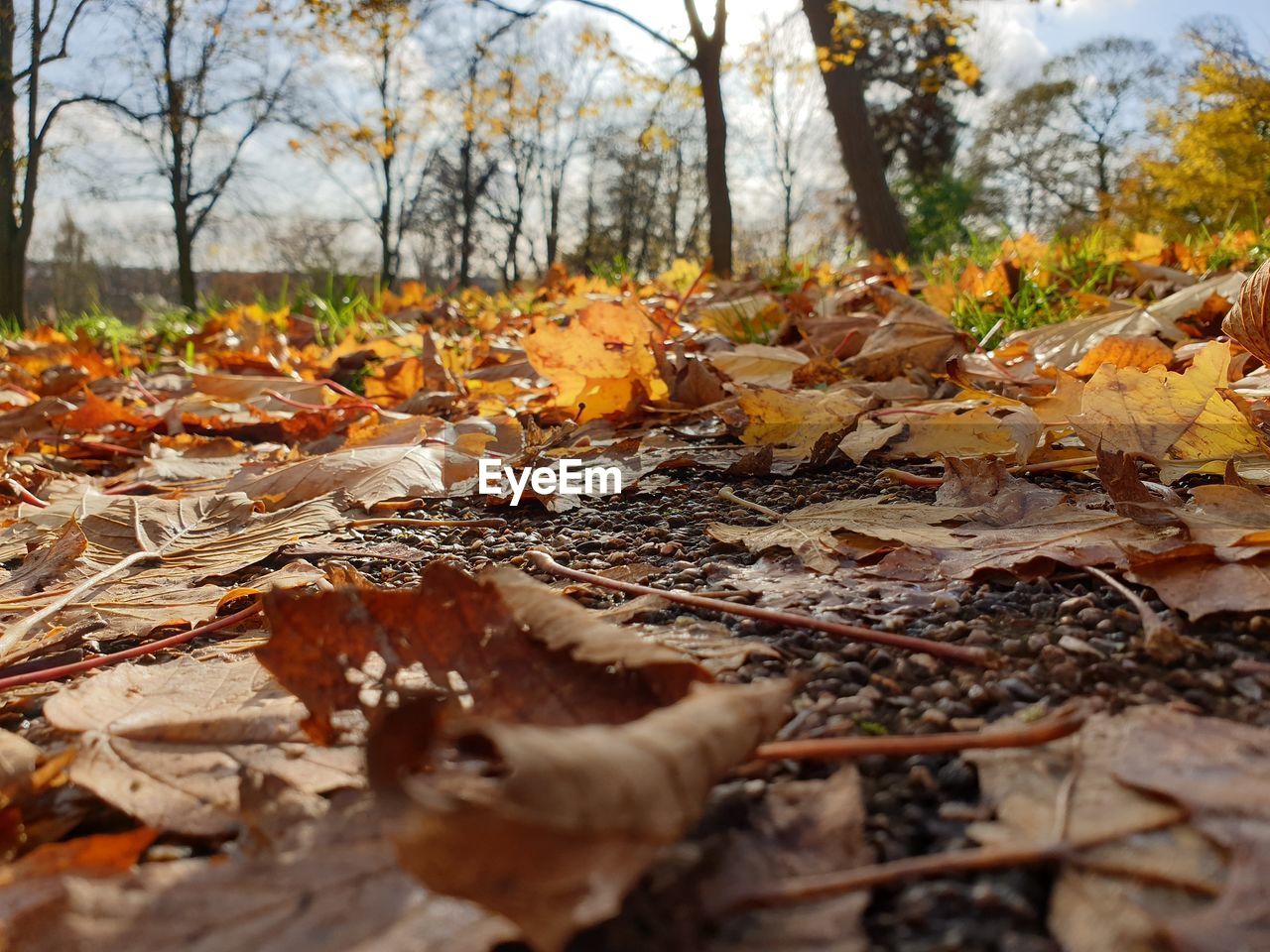 Close-up of autumn leaves on field