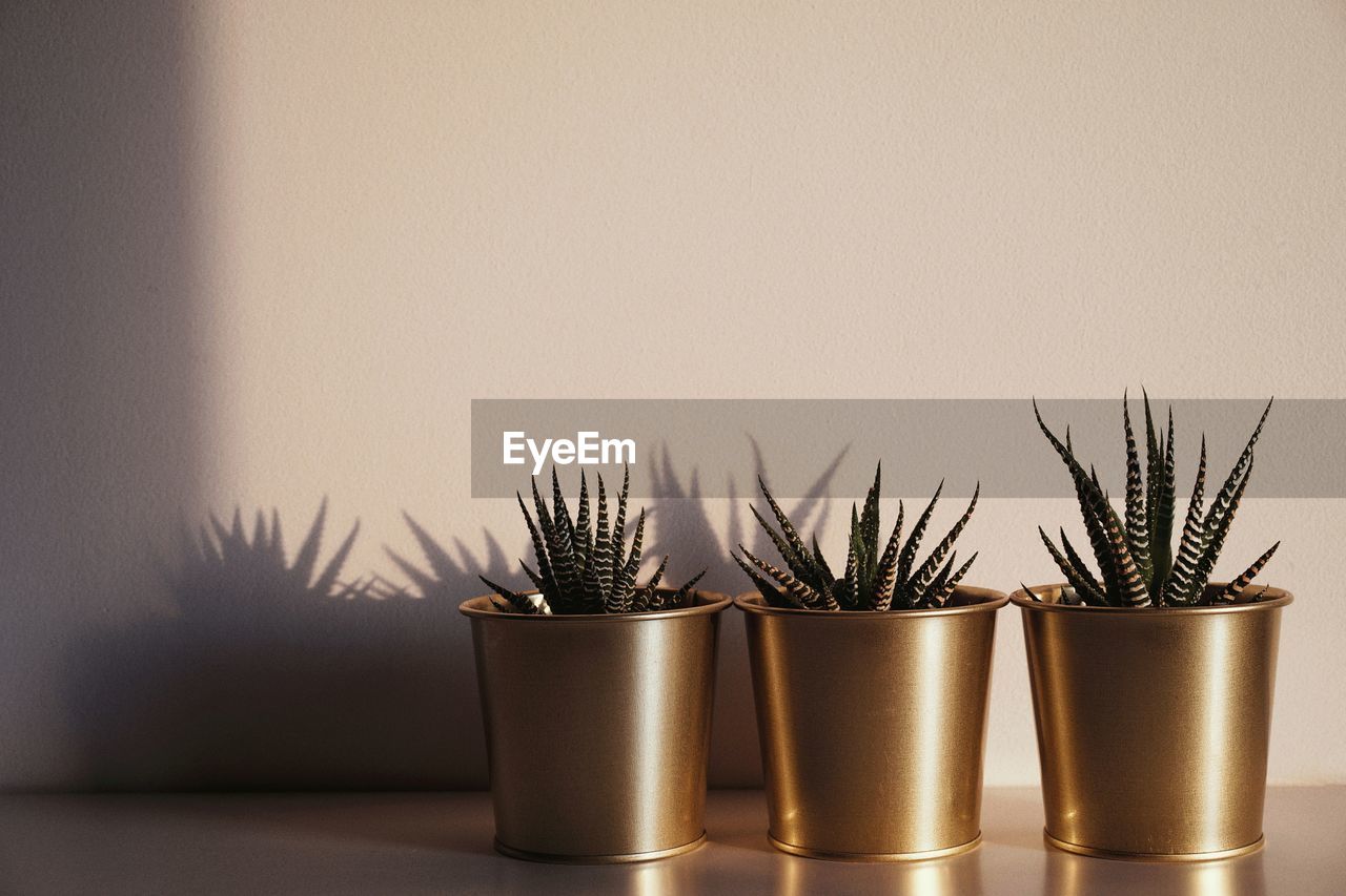 Close-up of potted plants on table at home