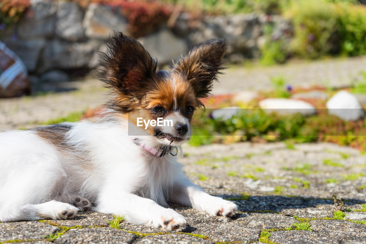 PORTRAIT OF DOG LOOKING AWAY ON FIELD