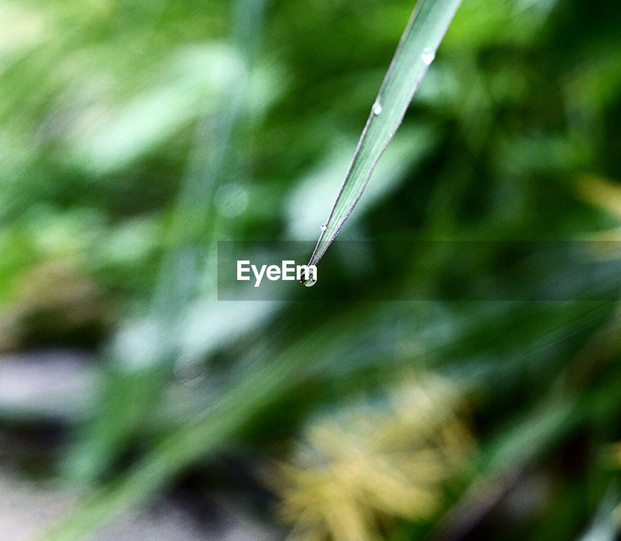 Close-up of water drop at the edge of leaf in forest
