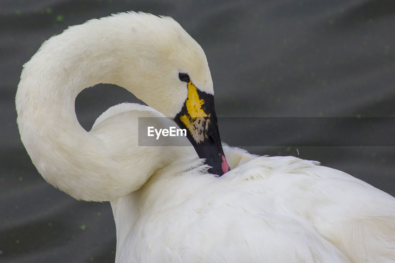 CLOSE-UP OF A SWAN