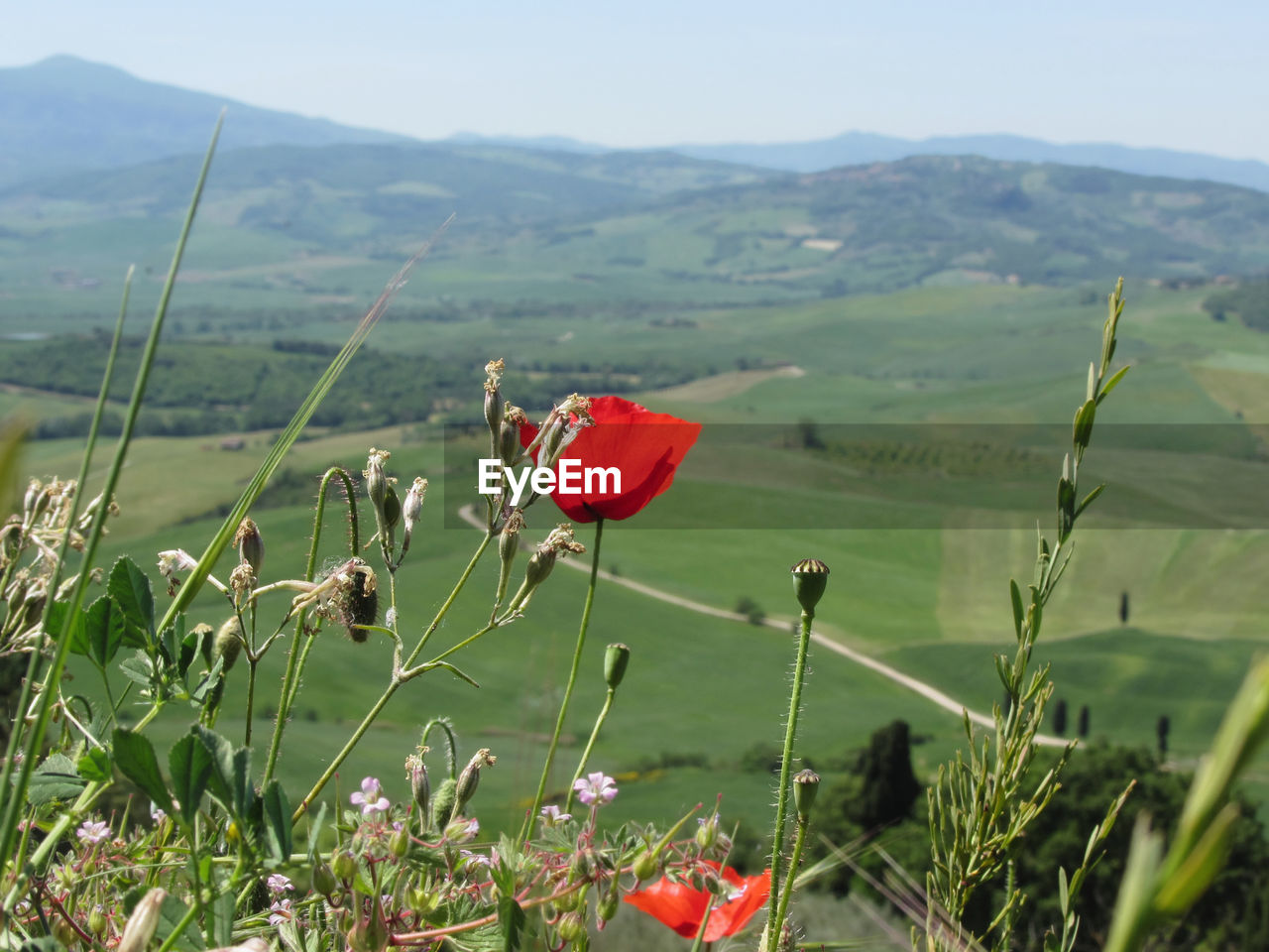 Low angle view of flowers growing in field