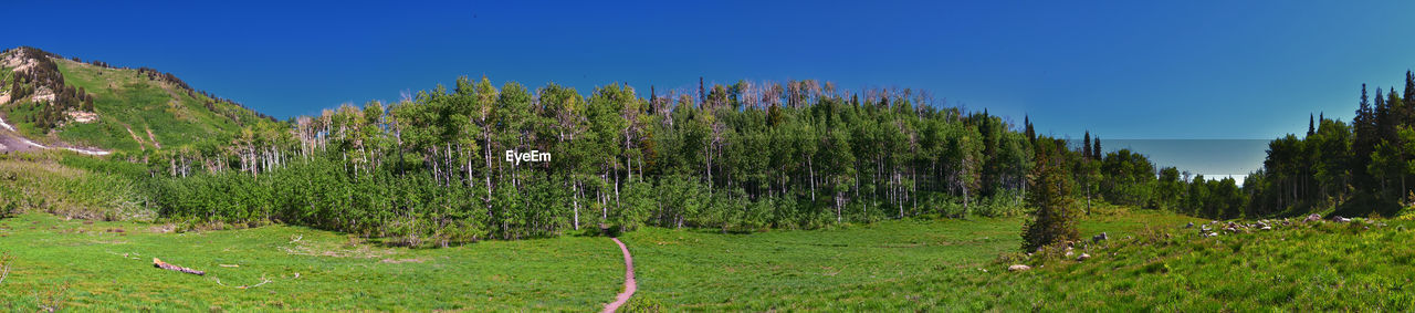 panoramic view of trees on field against clear blue sky