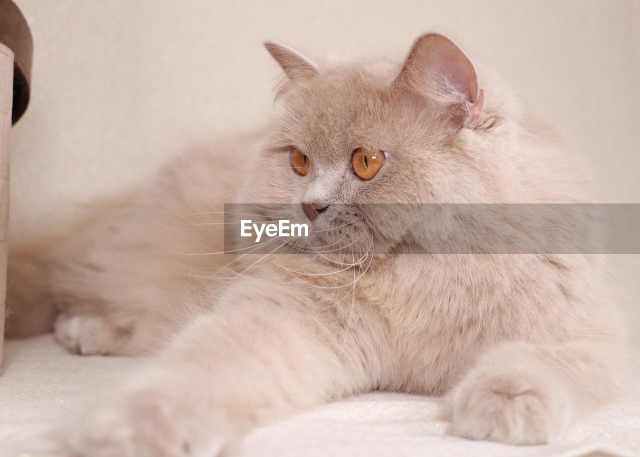 CLOSE-UP PORTRAIT OF A CAT