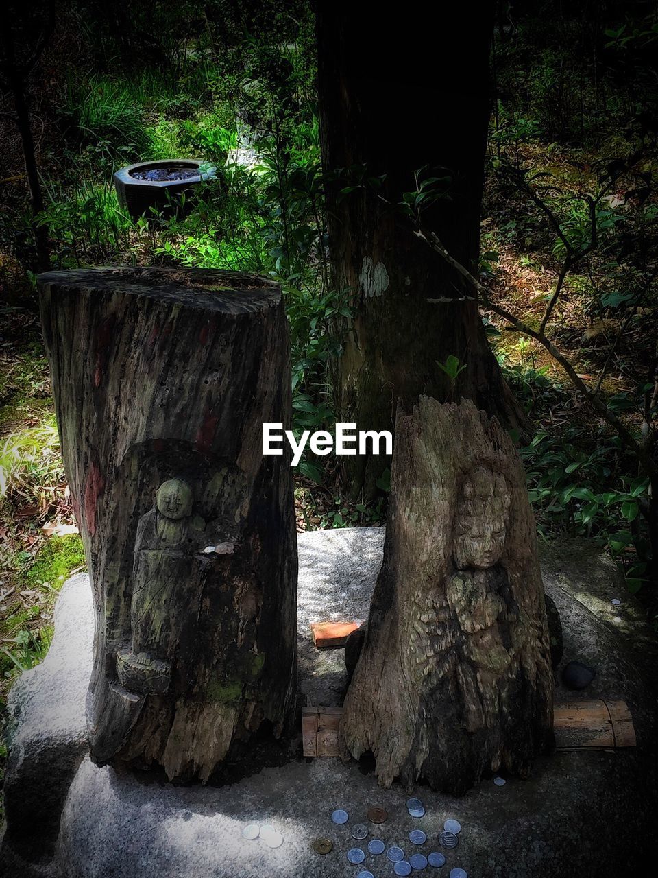 TREE TRUNK IN OLD BUILDING