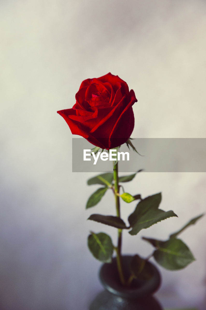 CLOSE-UP OF RED ROSE AGAINST WHITE BACKGROUND