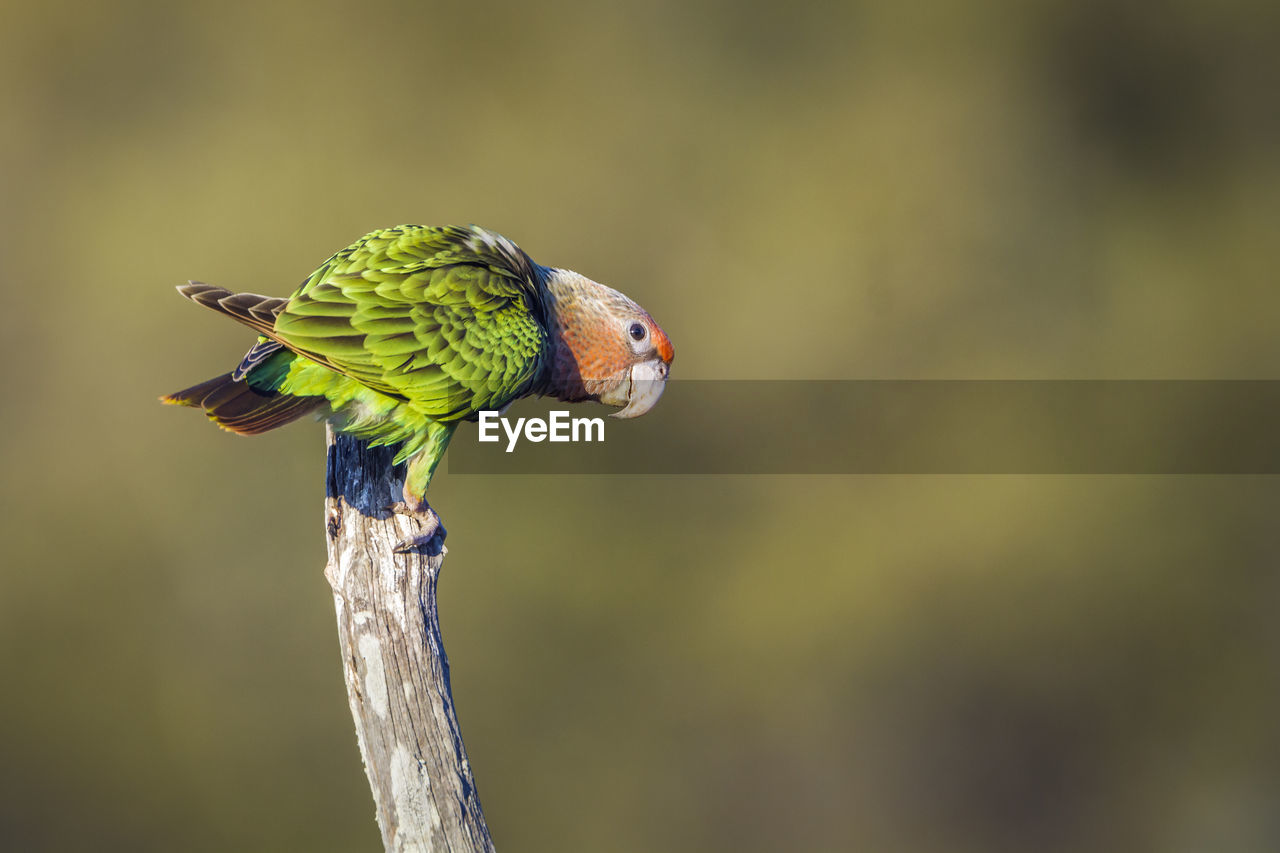 CLOSE-UP OF PARROT PERCHING ON TREE