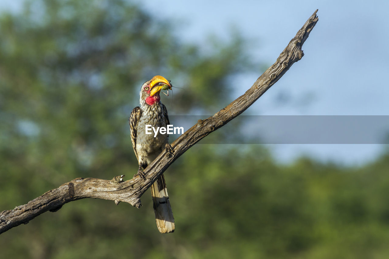 LOW ANGLE VIEW OF A BIRD PERCHING ON BRANCH