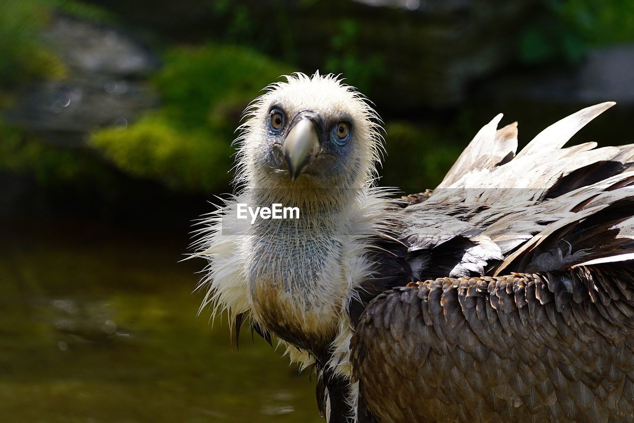 Close-up of vulture on sunny day