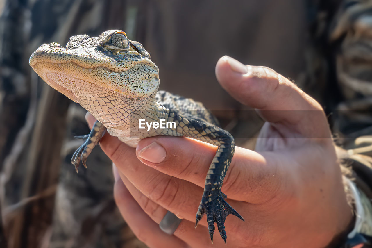 American alligator baby gets a close up while being held by a male hand