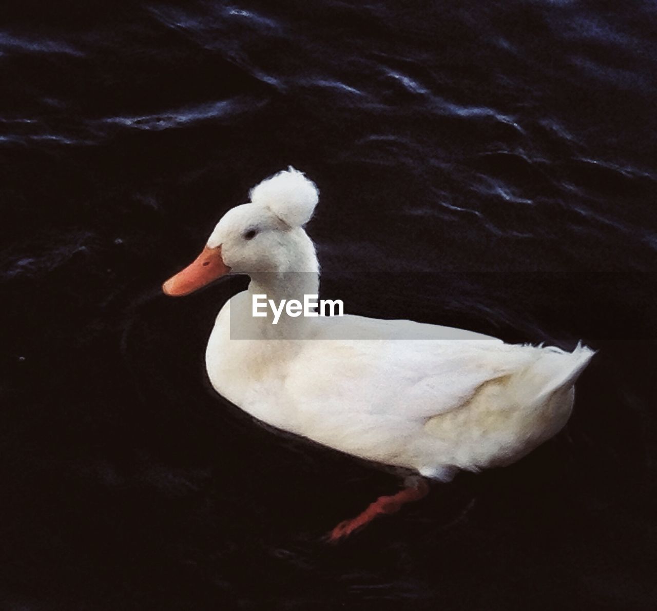 HIGH ANGLE VIEW OF SWAN SWIMMING IN LAKE