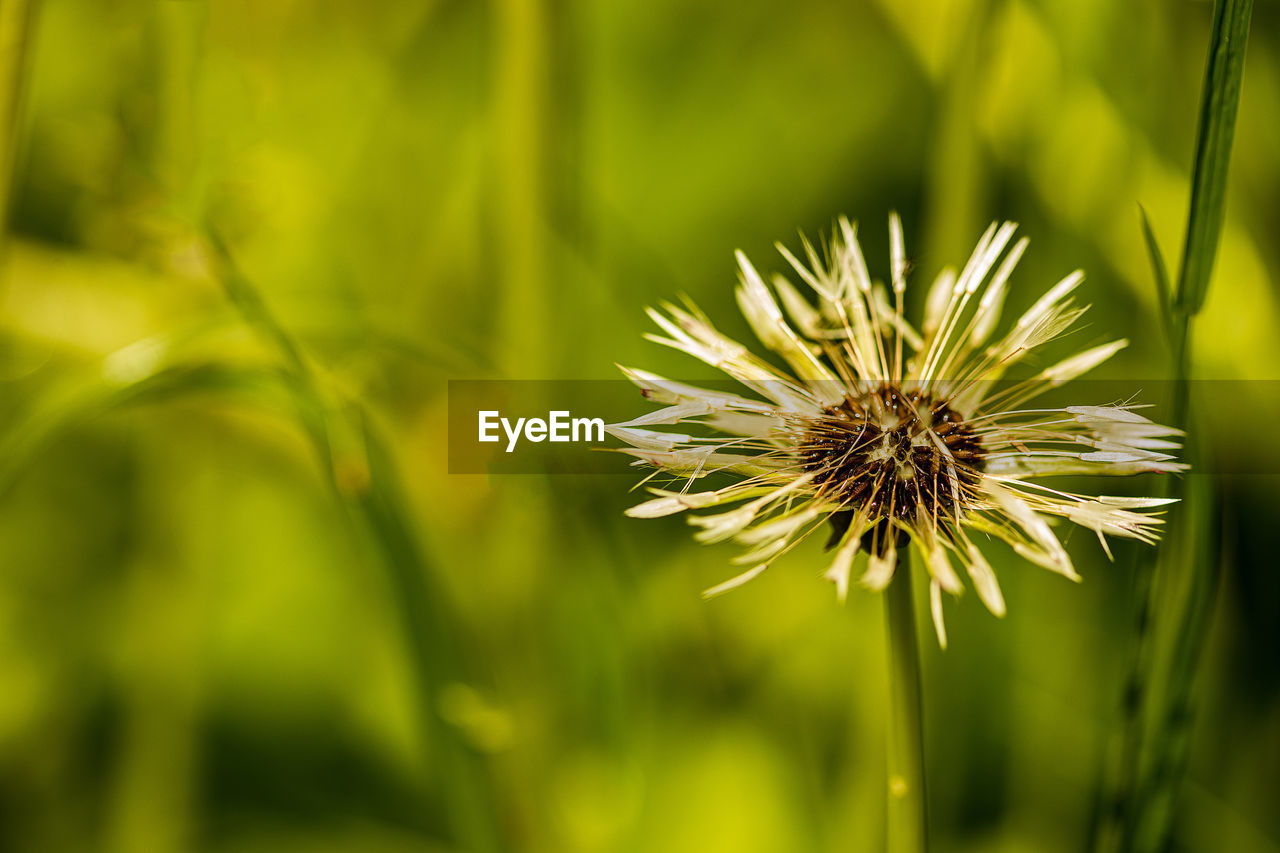 Close-up of dandelion flower