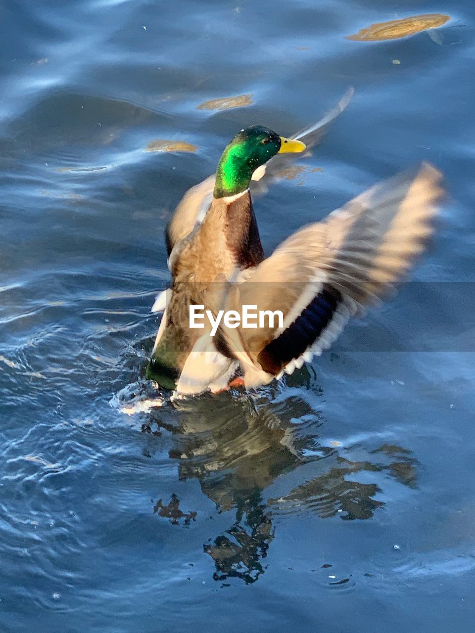 BIRD SWIMMING IN LAKE