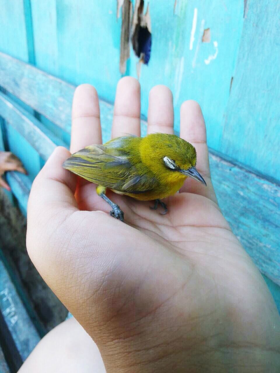 Cropped image of hand holding young bird