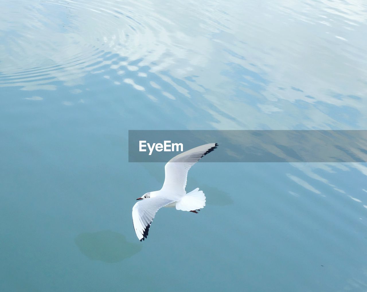 High angle view of seagull flying over sea