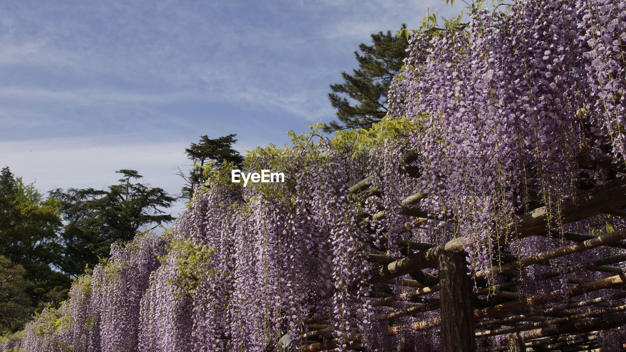 PURPLE FLOWERING PLANT AGAINST SKY