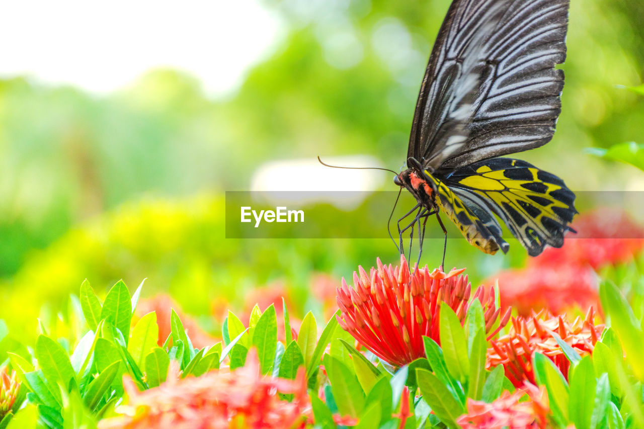 Close-up of butterfly pollinating on flower