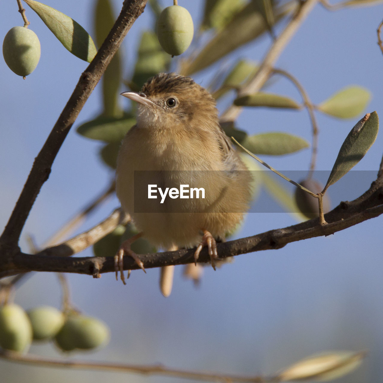 BIRD PERCHING ON BRANCH